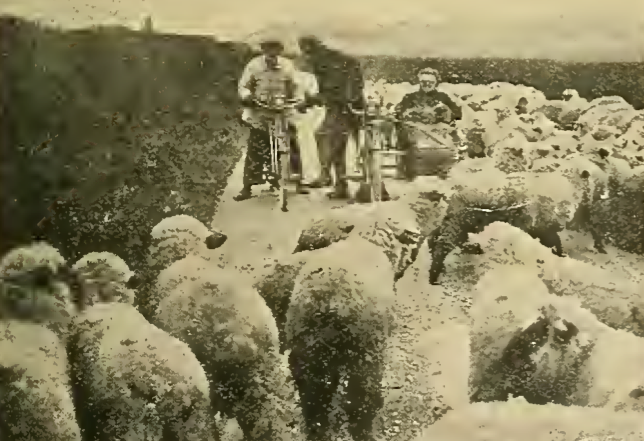 1912 LANDS END SHEEP