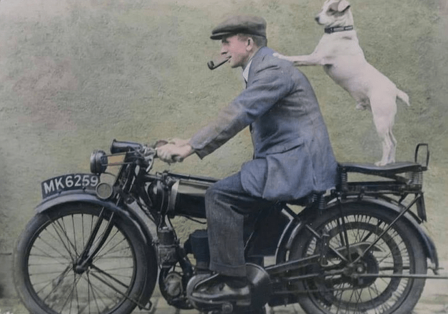 1920s CANNINE PILLION