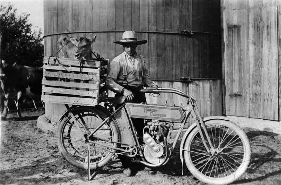 1912 HARLEY AND CALF