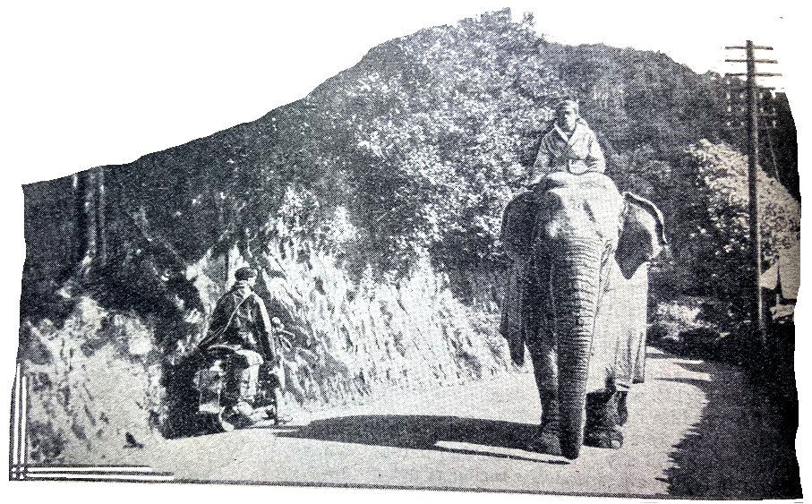 1931 ELEPHANT